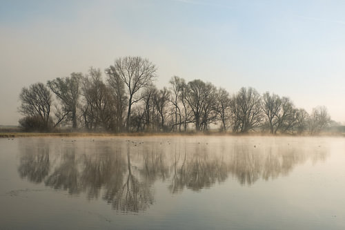 Weerspiegeling bomen aan de waterplas