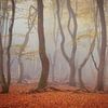 Arbres dansants dans la forêt de Speulder - Matinée brumeuse et silencieuse sur KB Design & Photography (Karen Brouwer)