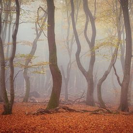 Tanzende Bäume im Speulder Wald - Nebeliger Morgen voller Stille von KB Design & Photography (Karen Brouwer)