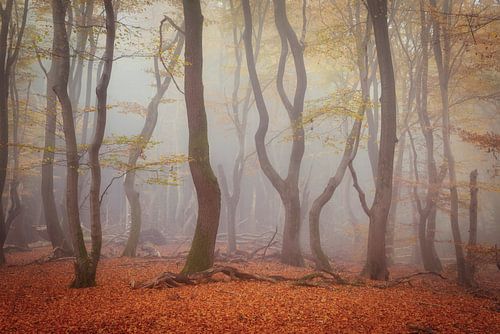 Dansende bomen in het Speulderbos – Mistige ochtend vol stilte