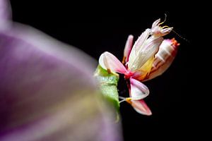 Larve einer Orchideen Gottesanbeterin
