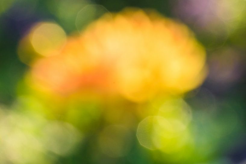 Dahlienblüte abstrakt (3) par Monika Scheurer