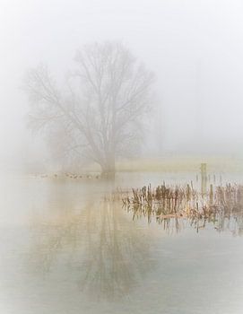 Misty morning on the river bank.