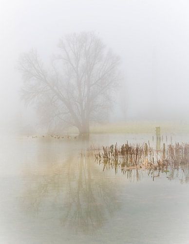 een mistige ochtend langs de rivier