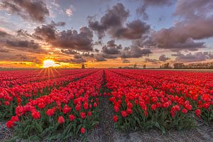 Damen in Rot