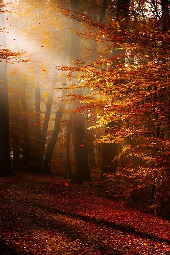 Ambiance automnale dans la lumière du matin