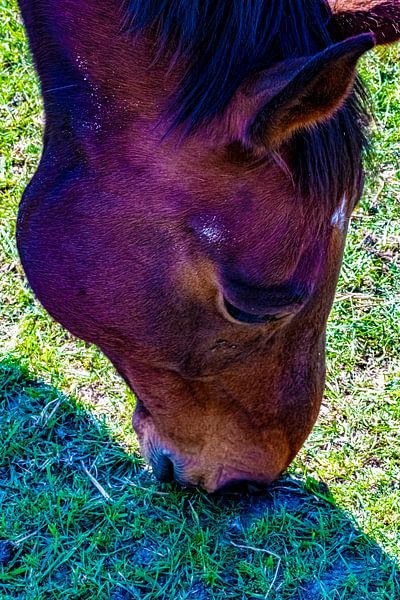 Pferdekopf von Truckpowerr