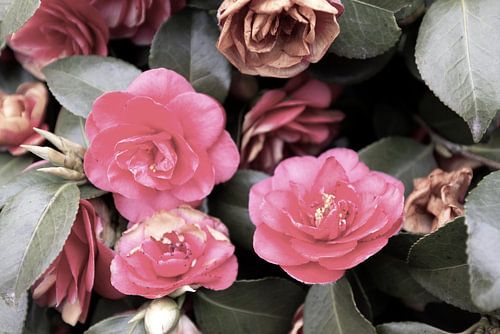 The first flowers in the Emsland garden