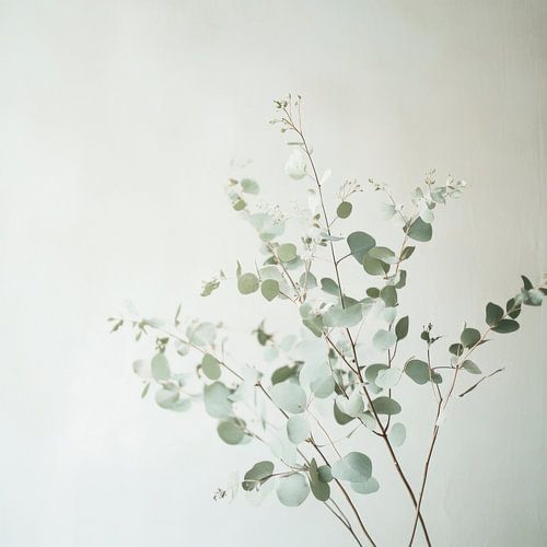 Eucalyptus branches