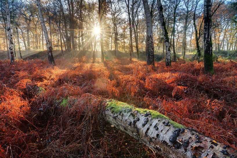 Gevelde berk in de herfst tussen de rode varens von Dennis van de Water
