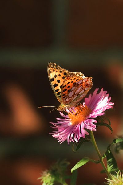 butterfly par Klaus-Dieter Schulze