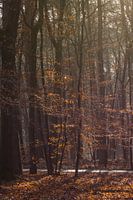 goldener Morgen