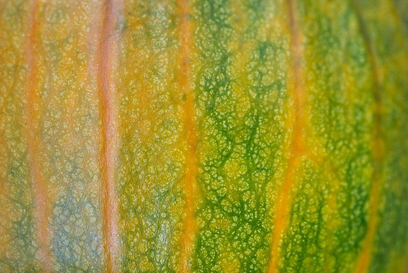 Pumpkin Macro 01 by Iris Holzer Richardson