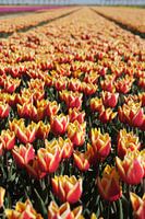Stehendes Foto einer Reihe orange/roter Tulpen auf einem Feld