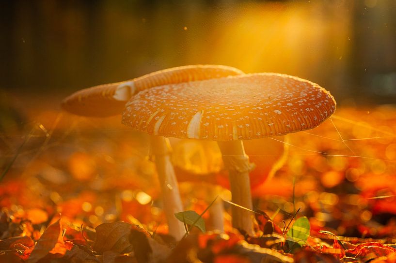 Herbstlicht von Irma Marneth