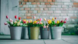 Tulips in buckets... by Ans Bastiaanssen