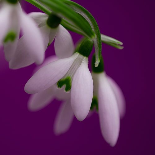 Sneeuwklokjes lente schoonheid