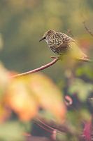 Rowan (oiseau) sur la branche II