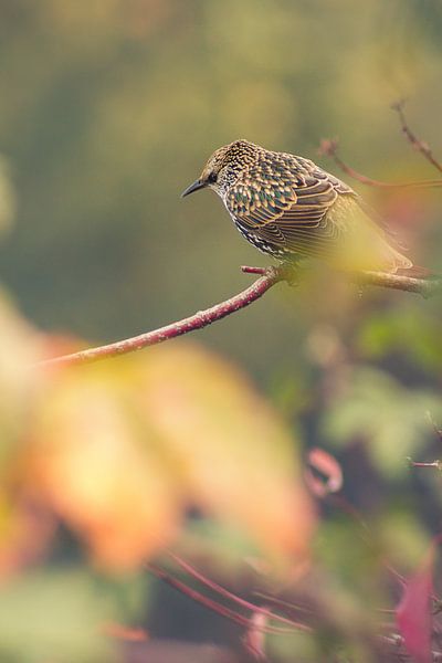 Rowan (Vogel) auf Ast II von Geke Woudstra