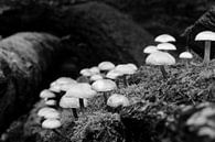 Eine Gruppe von Pilzen in schwarz-weiß. von Gerard de Zwaan Miniaturansicht