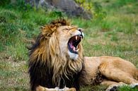 Yawning lion by Quint Wijnhoven thumbnail