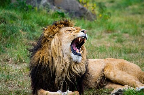 Un lion qui bâille