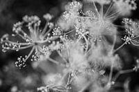 Gros plan sur l'aneth en noir et blanc - tirage photo