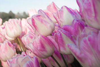 Tulpen aus dem Polder