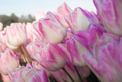 tulpen uit de polder