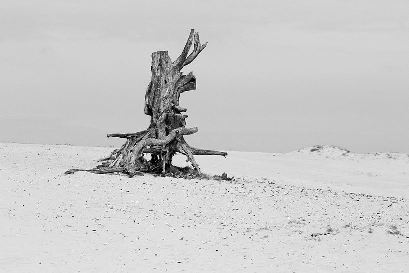 Dead tree on the Veluwe by Ronald Smits