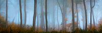 Cloud forest - panorama by Martin Wasilewski thumbnail