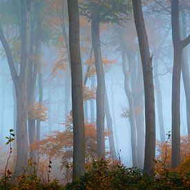 Forêt de brouillard - Panorama sur Martin Wasilewski