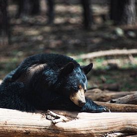 Slapende zwarte beer in Bearizona Wildlife Park van Nicolas Ros