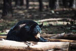 Schlafender Schwarzbär im Bearizona Wildlife Park