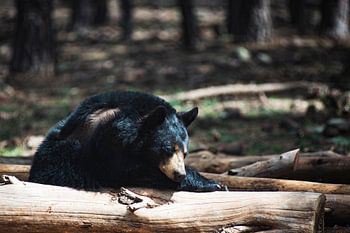 Schlafender Schwarzbär im Bearizona Wildlife Park