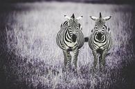Samen naast elkaar - zebra van Sharing Wildlife thumbnail