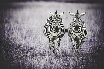 Samen naast elkaar - zebra