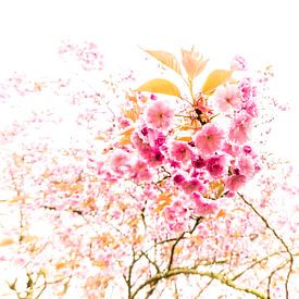 The Blossom Tree by Marco Schep