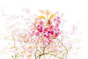 L'arbre en fleurs