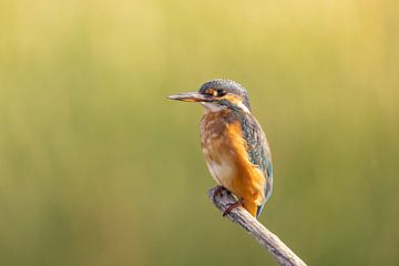 Eisvogel, Alcedo atthis von Gert Hilbink