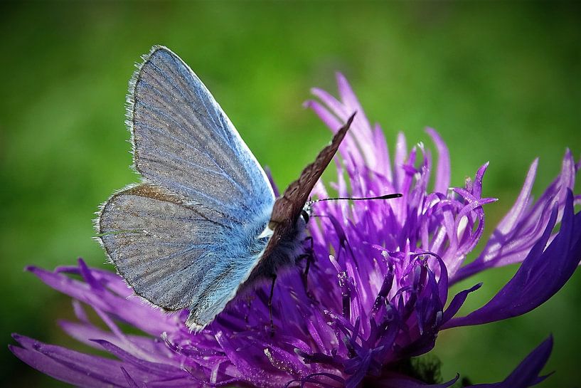 Butterfly by René Perdok