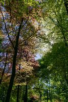 Zauberwald