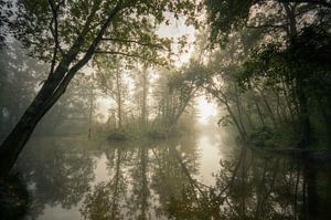 Misty green