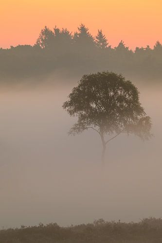 Zonsopgang met mist boven een heidelandschap