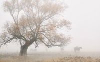 Verloren in de mist