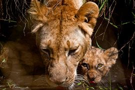 Thirsty Lions by Peter Michel