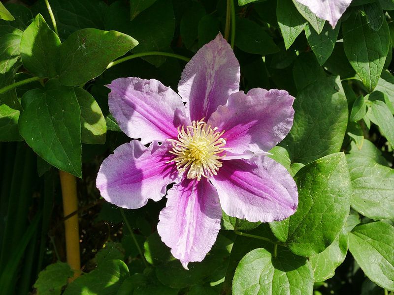 Een cultuur clematis. van Wim vd Neut