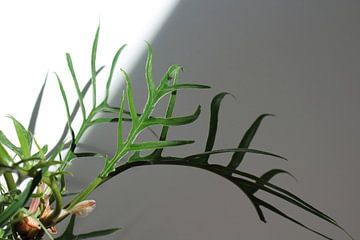 Philodendron tortum 2 van Nina van Vlaanderen