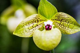 Paphiopedilum malipoense – Quiet Elegance by Patrick Kilb