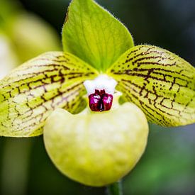 Paphiopedilum malipoense - une élégance discrète sur Patrick Kilb